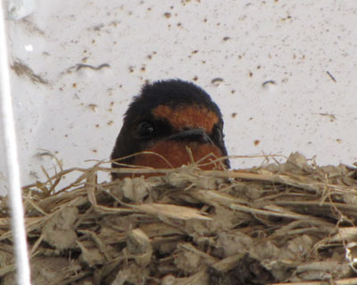 �܂���������̂ł���΂�