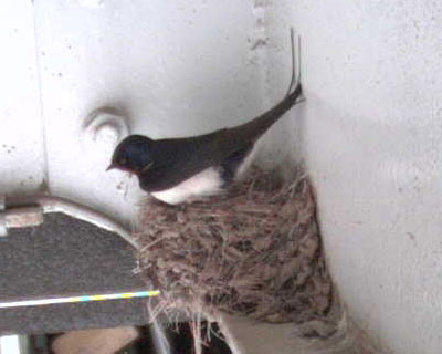 �����ۂ��ז��Ȃ΂�