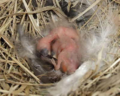 �ߌ�A�������Ƃ����q�i���Q�H�m�F