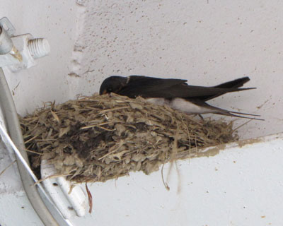 �����炶�Ⴚ�񂺂񌩂��Ȃ�����