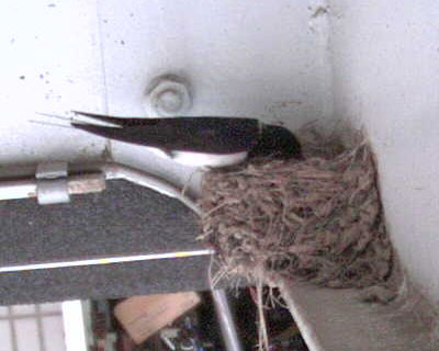 �Ƃ��ǂ��q�i������o�����Ƃ�������