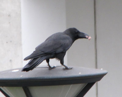 �U���R�������A�c�o���̌x���������āA�q�i���^�ы���J���X�𔭌�