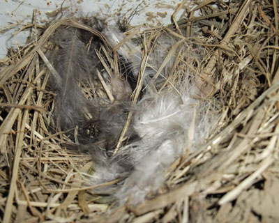 ���͖��l������