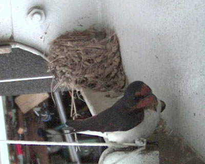 �[�������Ȃ���