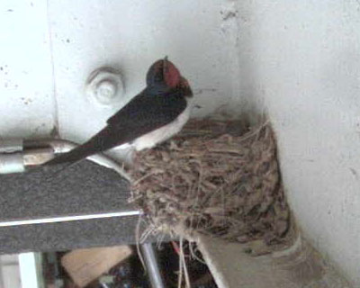 ����H�����̎q���Ȃ���