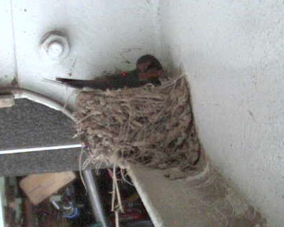 �Ƃ肠���������Ă݂�