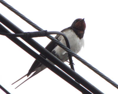 �Ƃ��ǂ����đ����̂����Ă���