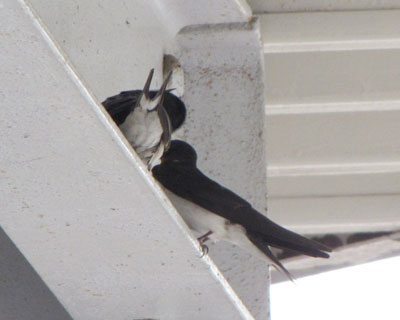 �Ԍɂ̕��Řb�������Ă�̂͂悻�̃c�o���H