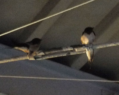 �ҍ����ŕ���Ŏ~�܂��Ă���