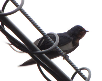 �U���S���A�΂��͂��܂ɓd���ɂ���