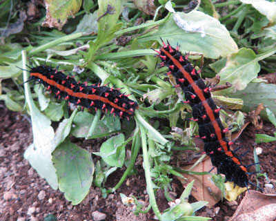 �U���P�T���ɗc���R�C����