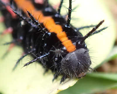 ��̓��e�b�N�X��