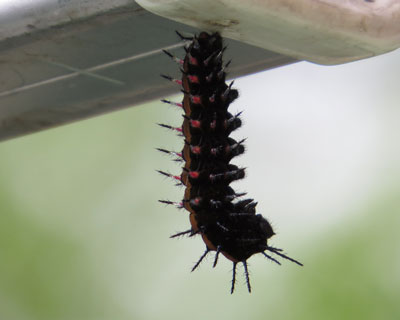 �P�V���A�c���`����������őO匂�