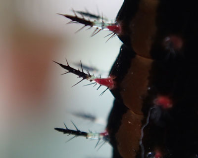 �����ʂ�g�Q