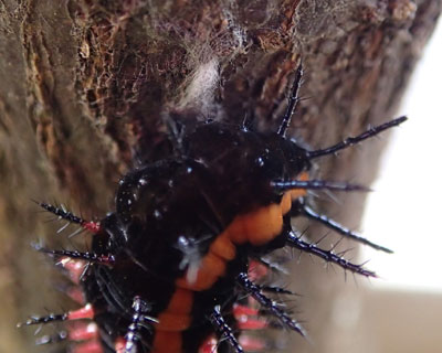 �c���a�����𒣂�n�߂�