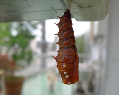 �c���`��匉�