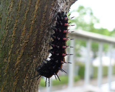 �c���a���O匂ɂȂ�A�c���b���s���s����