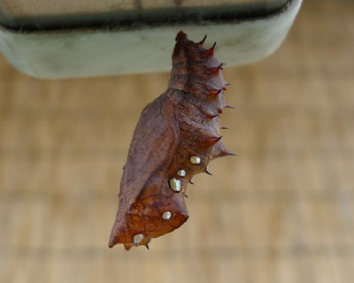 ���X�ɐ��匂`