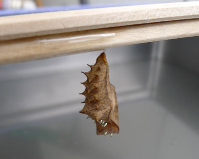 �Q�T���A匂`���������A���蔢�ɒ݂�