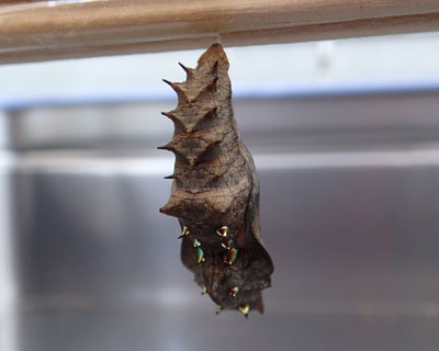 �Q�V���A匂`��������