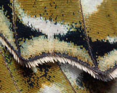 �Ȃɂ��̐D���̂悤