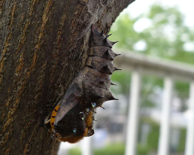 �����������邤����匂a���H��