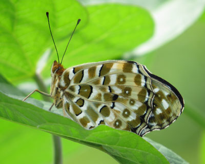 �����Ƃ���ł��낮���`