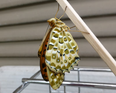 ���΂炭���蔢�ŋx��ł������a