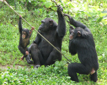 ��ƒc���`���p��