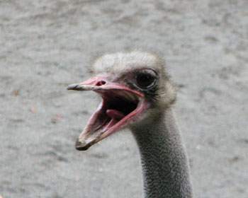 �Ȃɂ��{���Ă�