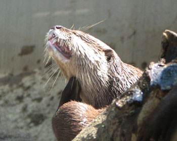 �J���E�\�͎������ꂢ