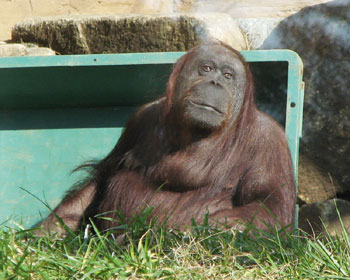 ���̕����ދ��炵��