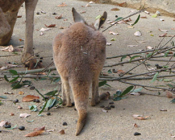 ���K�����킢��