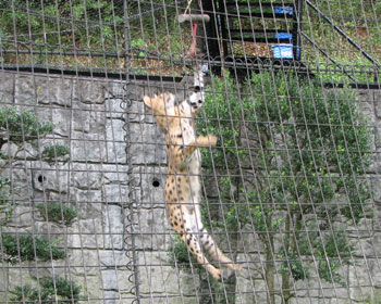 ���ɃW�����v����T�[�o��