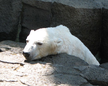 �́[�E�E�E�����₦�₦