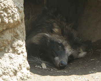 �����̂Œ��Q�̃^�k�L