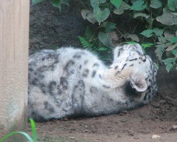 �����̃��L�q���E