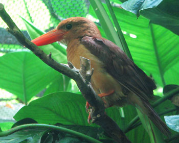 �ӊO�ɏ������A�J�V���E�r��