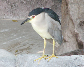 �����y���M���Ԃ��Ă�S�C�T�M