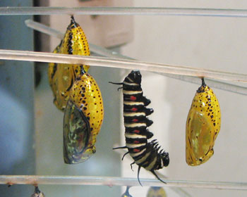 �ϐg����C�������