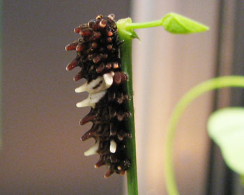 �W���R�E�A�Q�n�̃C�{�����