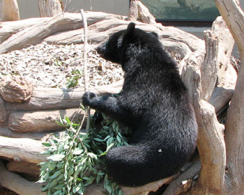 �c�L�m���O�}�͎肪��p