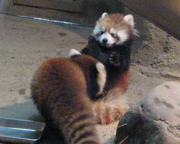 ���b�T�[�p���_�̑o�q