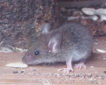 �K���X��@���Ă�������