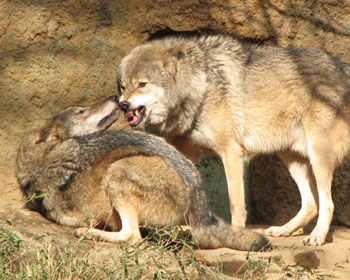 �����Ă�