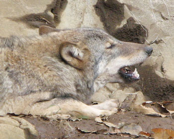 ���̂����ɐH���܂����Ă�