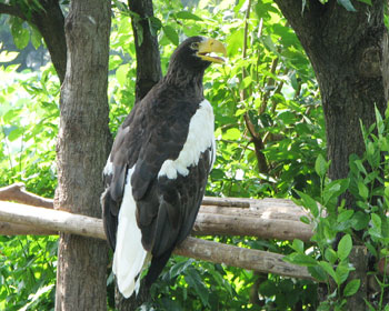 �ڂ���I�I���V