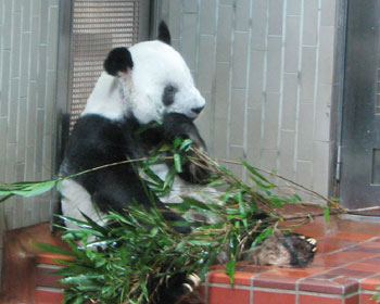 ��l��炵�̃W���C�A���g�p���_