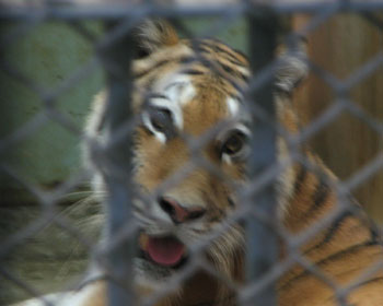 �u���{�P�Ńo�J�ʂ���������