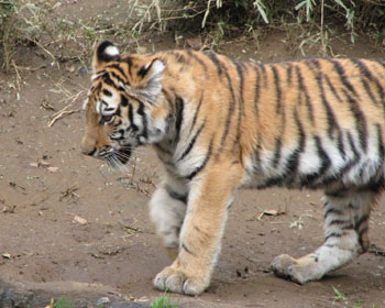 �̂��ۂ悢�q�g��